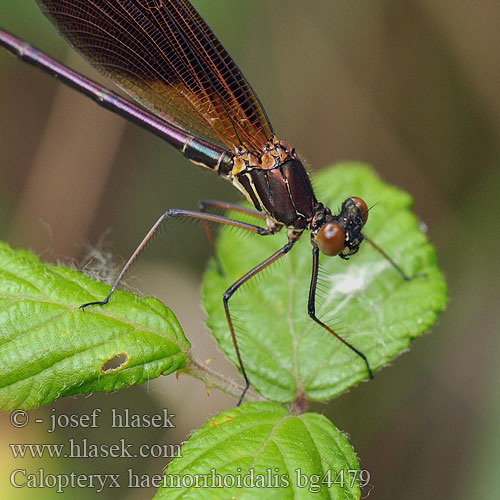 Calopteryx haemorrhoidalis Bronzene Rote Braune Prachtlibelle Copper Demoiselle Koperen beekjuffer Caloptéryx hémorroïdal Caballito diablo Temni bleščavec