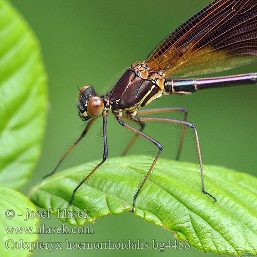 Calopteryx haemorrhoidalis bg4488