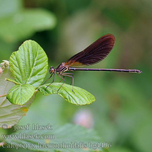 Calopteryx haemorrhoidalis Caloptéryx hémorroïdal Caballito diablo Temni bleščavec  Bronzene Rote Braune Prachtlibelle Copper Demoiselle Koperen beekjuffer