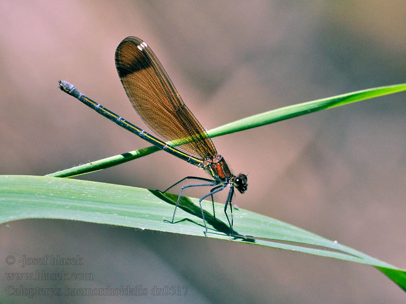 Caballito diablo Calopteryx haemorrhoidalis Copper Demoiselle Bronzene Prachtlibelle Rote Braune