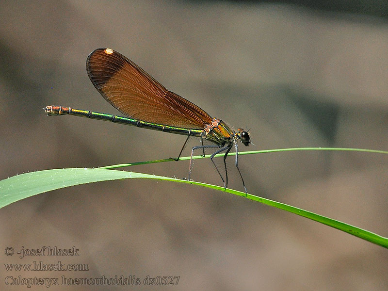 Caballito diablo Calopteryx haemorrhoidalis Copper Demoiselle Bronzene Prachtlibelle Rote Braune