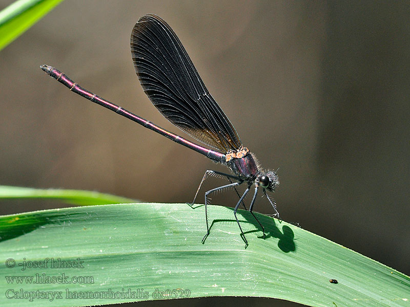 Caballito diablo Calopteryx haemorrhoidalis Copper Demoiselle Bronzene Prachtlibelle Rote Braune