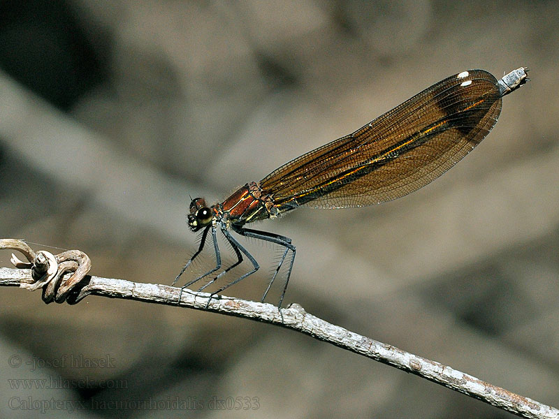 Caballito diablo Calopteryx haemorrhoidalis Copper Demoiselle Bronzene Prachtlibelle Rote Braune