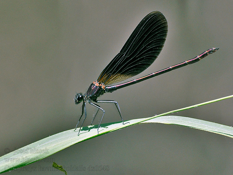 Caballito diablo Calopteryx haemorrhoidalis Copper Demoiselle Bronzene Prachtlibelle Rote Braune