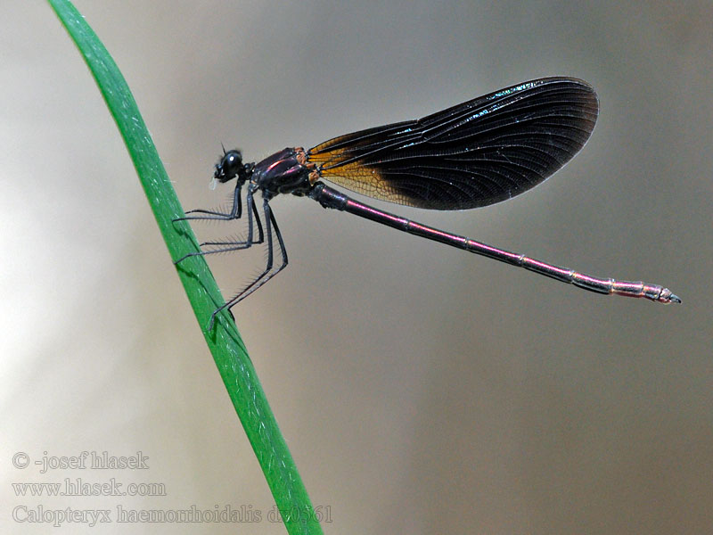 Caballito diablo Calopteryx haemorrhoidalis Copper Demoiselle Bronzene Prachtlibelle Rote Braune