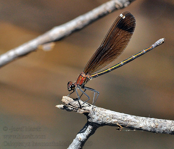 Caballito diablo Calopteryx haemorrhoidalis Copper Demoiselle Bronzene Prachtlibelle Rote Braune