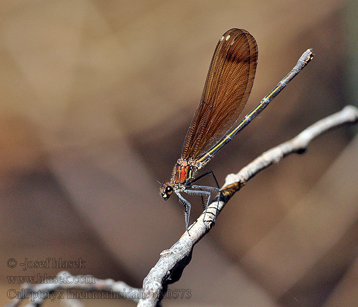 Caballito diablo Calopteryx haemorrhoidalis Copper Demoiselle Bronzene Prachtlibelle Rote Braune