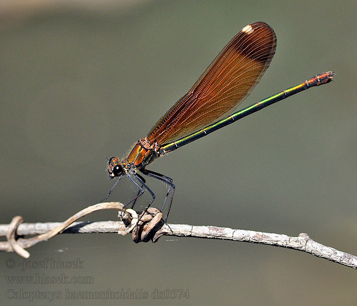 Caballito diablo Calopteryx haemorrhoidalis Copper Demoiselle Bronzene Prachtlibelle Rote Braune