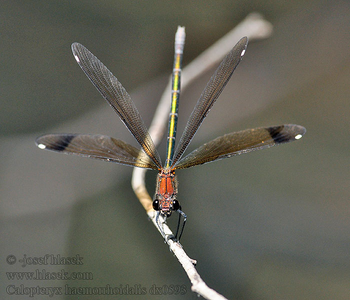 Caballito diablo Calopteryx haemorrhoidalis Copper Demoiselle Bronzene Prachtlibelle Rote Braune