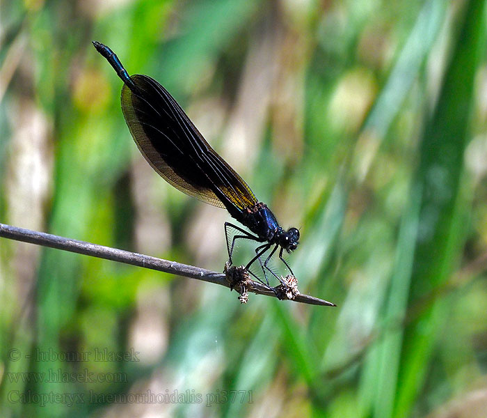 Caballito diablo Calopteryx haemorrhoidalis Copper Demoiselle Bronzene Prachtlibelle Rote Braune