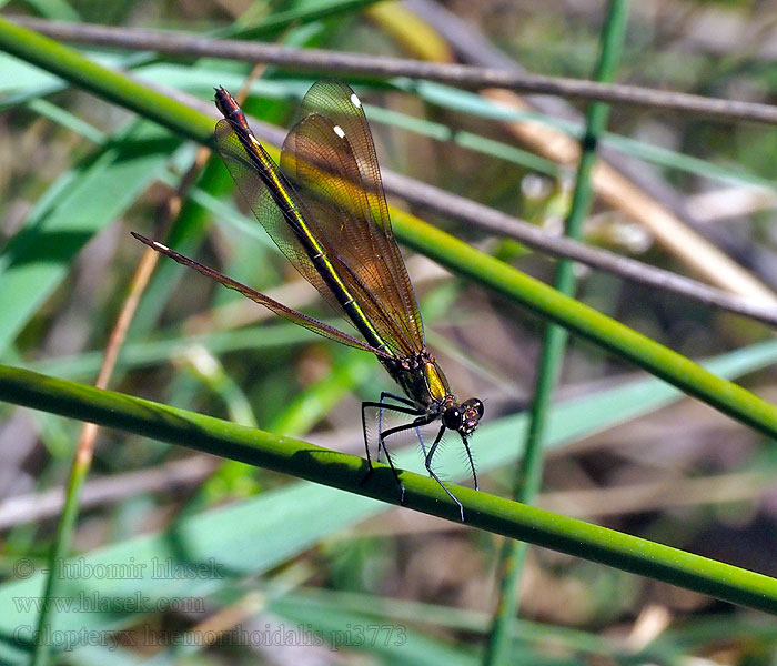 Caballito diablo Calopteryx haemorrhoidalis Copper Demoiselle Bronzene Prachtlibelle Rote Braune