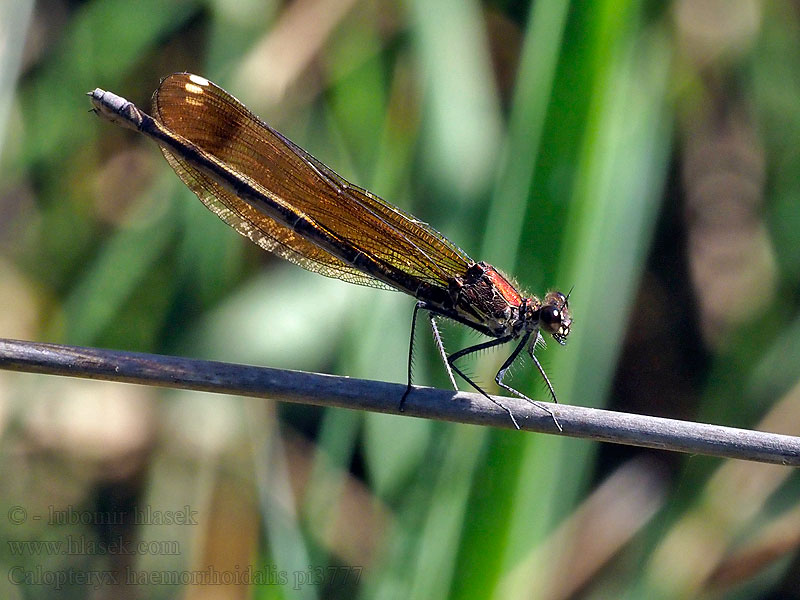 Caballito diablo Calopteryx haemorrhoidalis Copper Demoiselle Bronzene Prachtlibelle Rote Braune