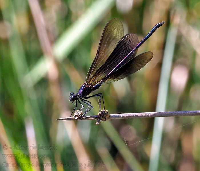 Caballito diablo Calopteryx haemorrhoidalis Copper Demoiselle Bronzene Prachtlibelle Rote Braune