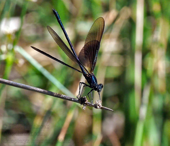 Caballito diablo Calopteryx haemorrhoidalis Copper Demoiselle Bronzene Prachtlibelle Rote Braune