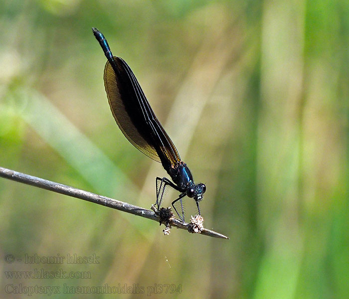 Caballito diablo Calopteryx haemorrhoidalis Copper Demoiselle Bronzene Prachtlibelle Rote Braune