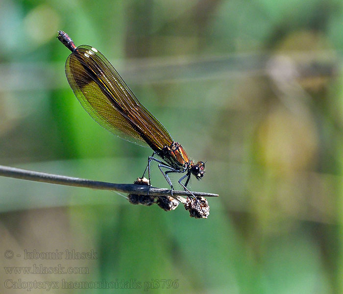 Caballito diablo Calopteryx haemorrhoidalis Copper Demoiselle Bronzene Prachtlibelle Rote Braune