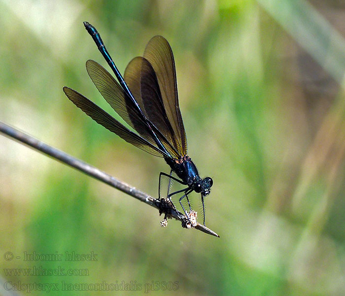 Caballito diablo Calopteryx haemorrhoidalis Copper Demoiselle Bronzene Prachtlibelle Rote Braune