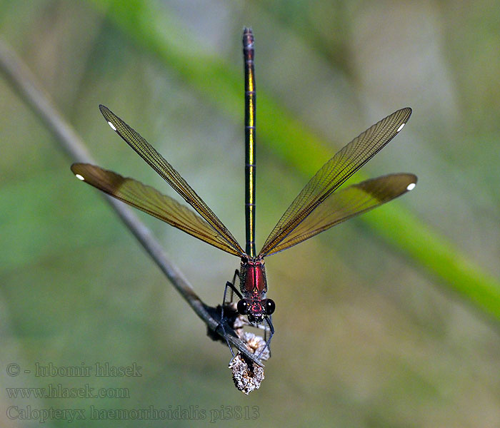 Caballito diablo Calopteryx haemorrhoidalis Copper Demoiselle Bronzene Prachtlibelle Rote Braune