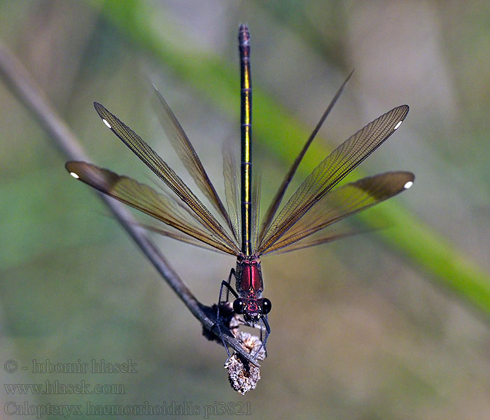 Caballito diablo Calopteryx haemorrhoidalis Copper Demoiselle Bronzene Prachtlibelle Rote Braune