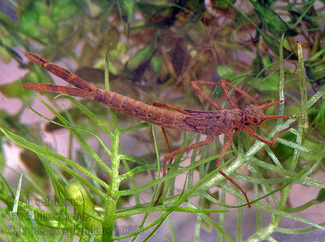 Calopteryx splendens