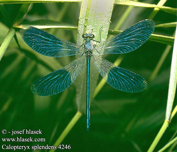 Calopteryx splendens Banded Demoiselle Blåbåndet Pragtvandnymfe