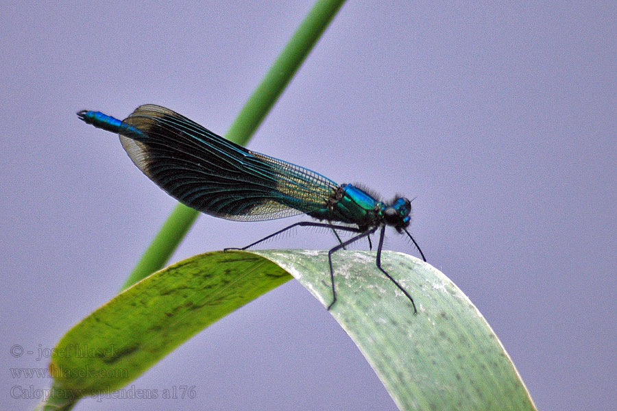 Calopteryx splendens