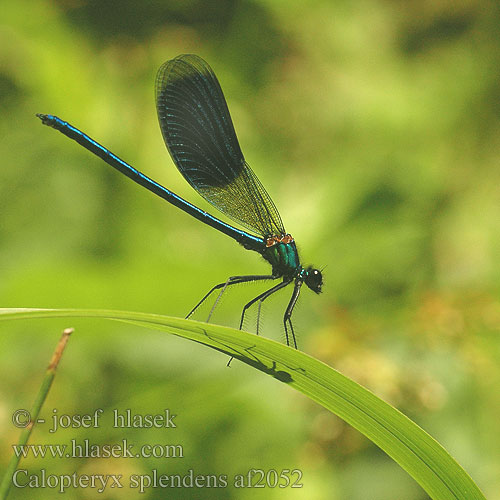 Calopteryx splendens af2052