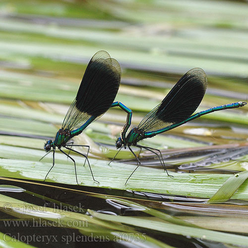 Calopteryx splendens ai0735