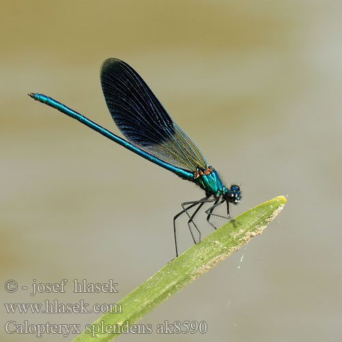 Banded Demoiselle Blåbåndet Pragtvandnymfe Immenkorento