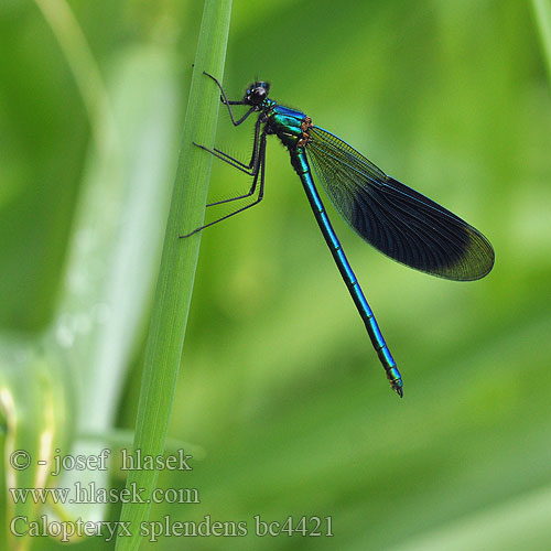 Calopteryx splendens bc4421