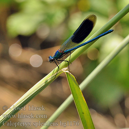 Calopteryx splendens bg1176