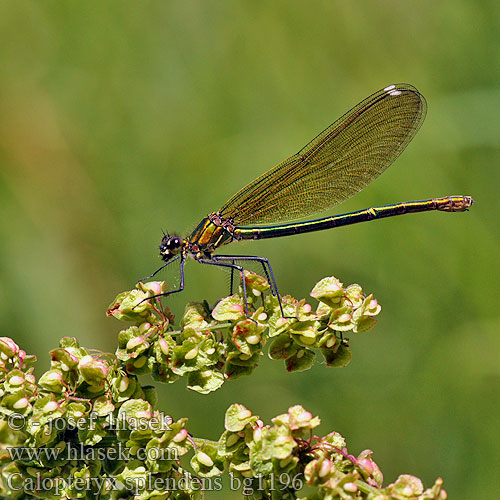 Banded Demoiselle Blåbåndet Pragtvandnymfe Immenkorento