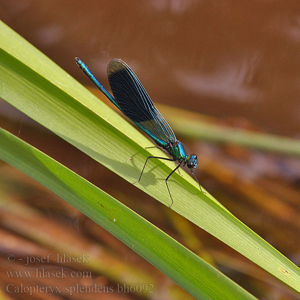 Calopteryx splendens bh6092