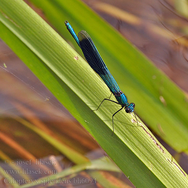 Banded Demoiselle Blåbåndet Pragtvandnymfe Immenkorento