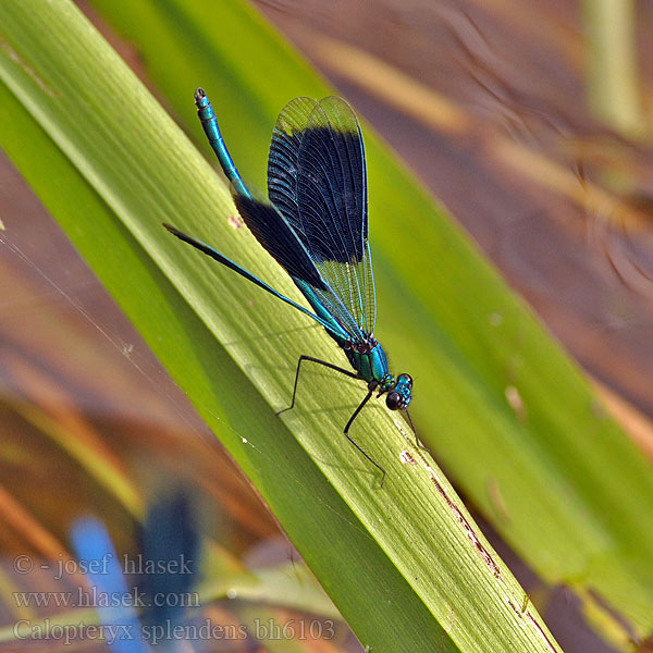 Calopteryx splendens bh6103