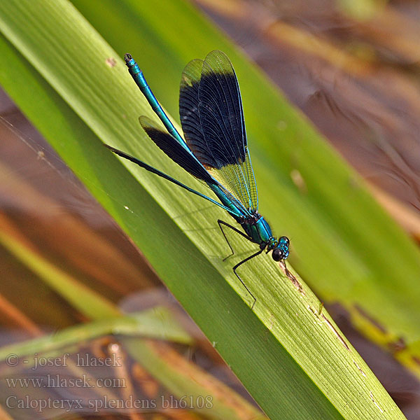 Calopteryx splendens bh6108