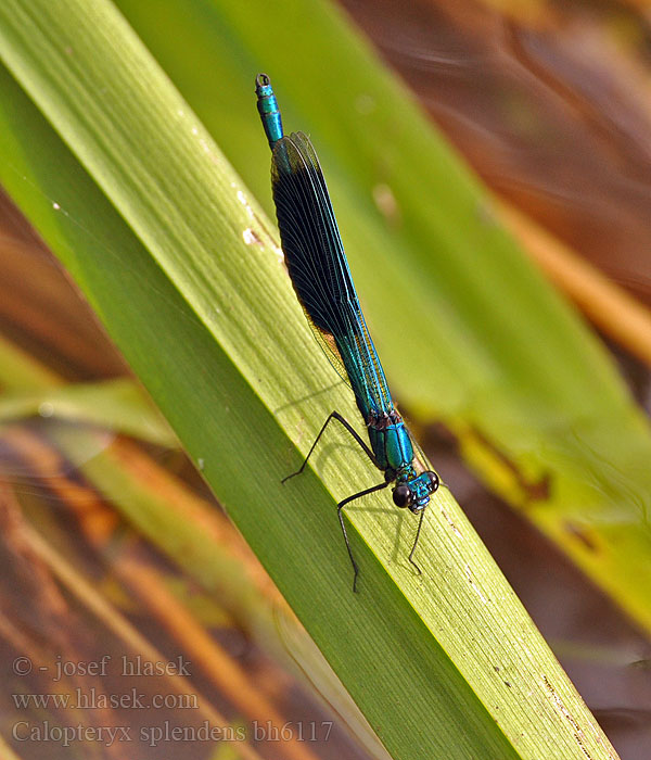 Calopteryx splendens bh6117