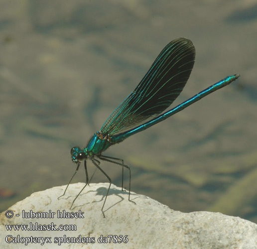 Calopteryx splendens Gebänderte Prachtlibelle