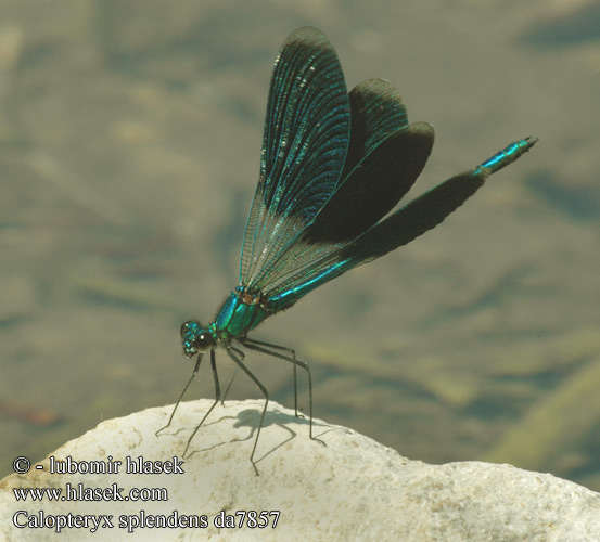 Calopteryx splendens Motýlice lesklá Blåbandad jungfruslända