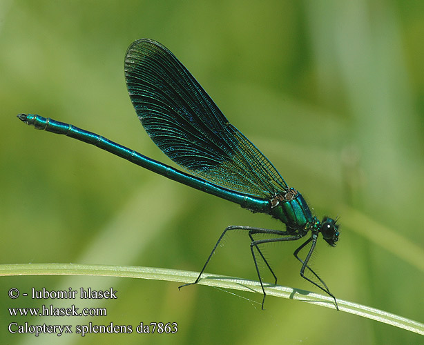 Calopteryx splendens da7863