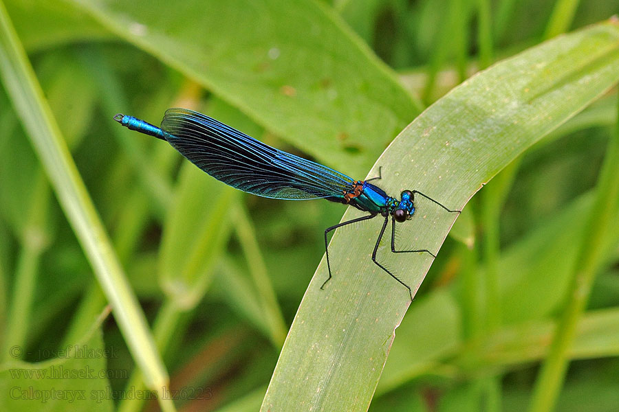 Calopteryx splendens