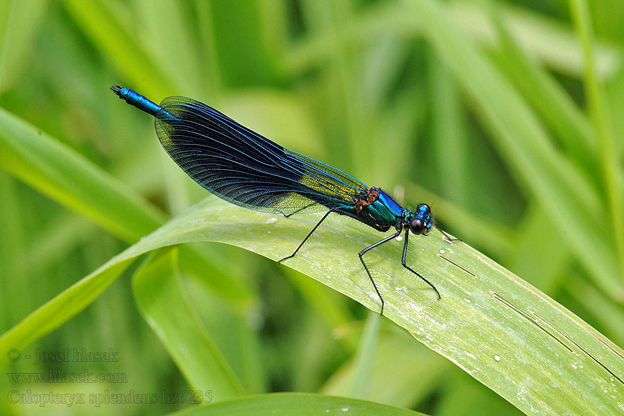 Calopteryx splendens