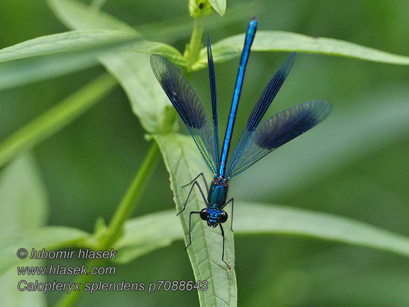 Calopteryx splendens