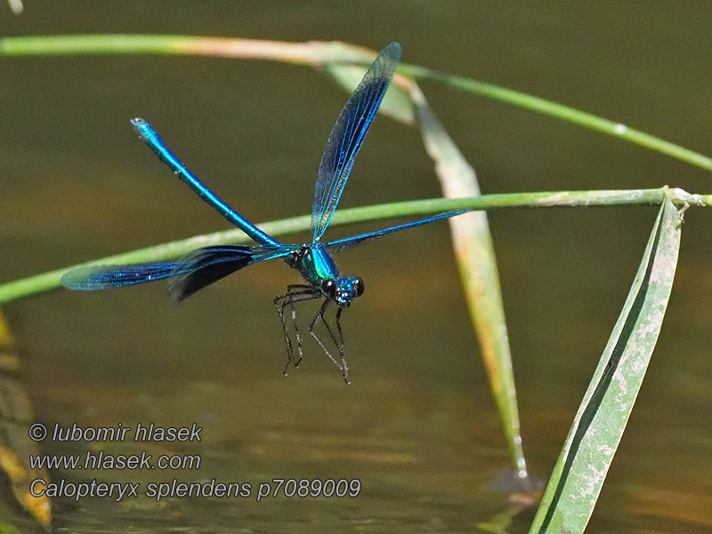 Calopteryx splendens