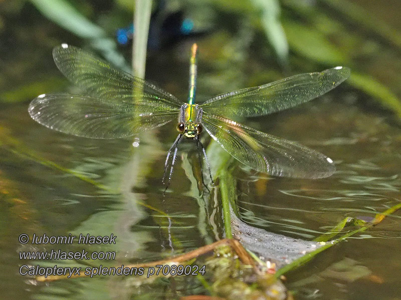 Calopteryx splendens