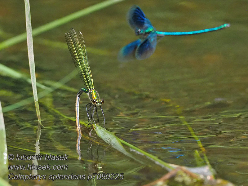 Calopteryx splendens