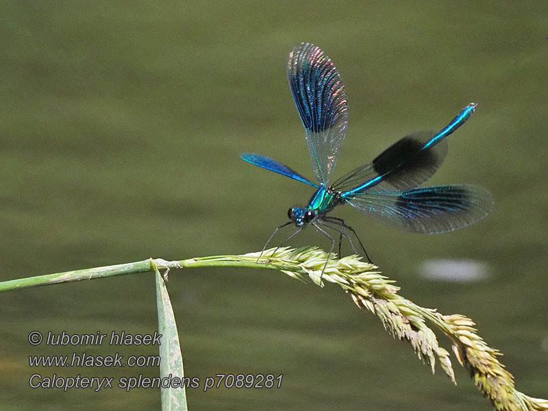 Calopteryx splendens