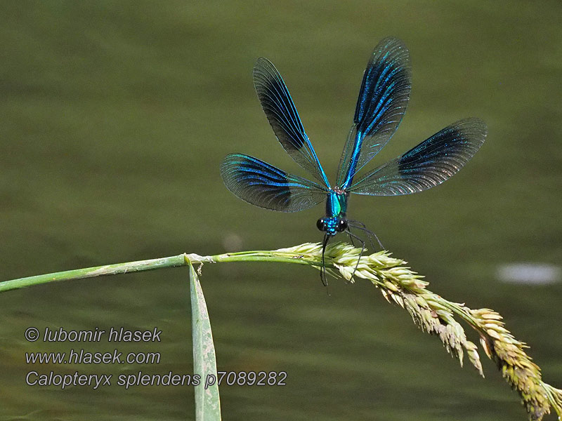 Calopteryx splendens