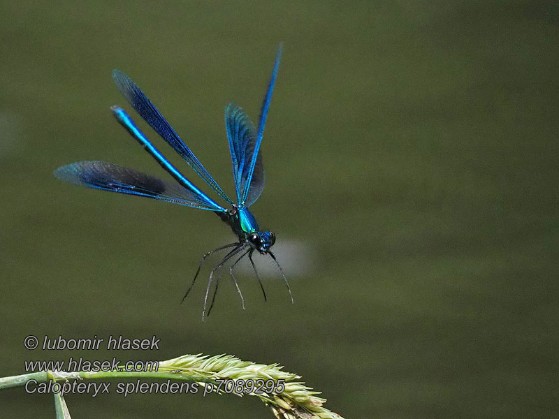 Calopteryx splendens