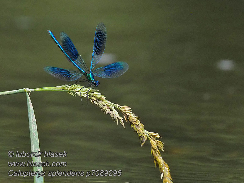 Calopteryx splendens